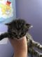 Tabby Cats for sale in Anaheim, CA, USA. price: NA