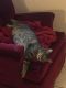 Tabby Cats for sale in Spartanburg, SC, USA. price: NA