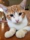 Tabby Cats for sale in Arvada, CO, USA. price: NA