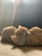 Tabby Cats for sale in Fayetteville, NC, USA. price: NA