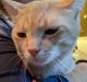 Tabby Cats for sale in Goodyear, AZ 85338, USA. price: NA