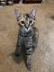 Tabby Cats for sale in Greensboro, NC, USA. price: NA