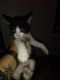 Tabby Cats for sale in Long Beach, CA, USA. price: $25
