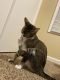 Tabby Cats for sale in Clarksville, TN, USA. price: NA