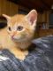 Tabby Cats for sale in Celina, TN 38551, USA. price: NA
