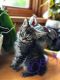 Tabby Cats for sale in St Cloud, MN, USA. price: NA