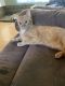Tabby Cats for sale in Commerce, GA, USA. price: NA