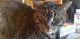 Tabby Cats for sale in Lakeville, MN, USA. price: NA