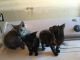 Tabby Cats for sale in Roosevelt, UT 84066, USA. price: NA