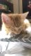 Tabby Cats for sale in Romeoville, IL, USA. price: NA