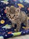 Tabby Cats for sale in San Leandro, CA, USA. price: $100