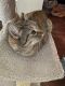 Tabby Cats for sale in Charlotte, NC, USA. price: NA