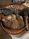 Tabby Cats for sale in Seville, OH 44273, USA. price: $50