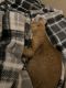 Tabby Cats for sale in Midland, TX, USA. price: NA