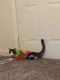 Tabby Cats for sale in Fayetteville, NC, USA. price: $40
