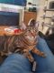 Tabby Cats for sale in Mesa, AZ, USA. price: NA