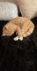 Tabby Cats for sale in Brigham City, UT, USA. price: NA