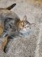 Tabby Cats for sale in Minneapolis, MN 55445, USA. price: $100