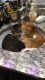 Tabby Cats for sale in 5902 Memorial Hwy, Tampa, FL 33615, USA. price: NA