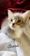 Tabby Cats for sale in Fort Lauderdale, FL, USA. price: $150