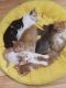 Tabby Cats for sale in Dearborn Heights, MI, USA. price: NA
