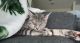 Tabby Cats for sale in Hampton, VA 23666, USA. price: $75