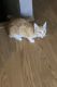 Tabby Cats for sale in Maize, KS, USA. price: NA