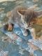 Tabby Cats for sale in Midway, GA 31320, USA. price: NA