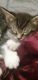 Tabby Cats for sale in Chicago, IL, USA. price: NA