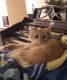 Tabby Cats for sale in Aldie, VA 20105, USA. price: $300