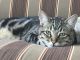 Tabby Cats for sale in Tucson, AZ, USA. price: $1