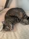 Tabby Cats for sale in Pearland, TX, USA. price: NA