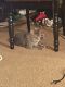 Tabby Cats for sale in 63 E Main St, Amelia, OH 45102, USA. price: $75