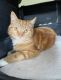 Tabby Cats for sale in Bowling Green, KY, USA. price: NA