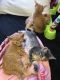 Tabby Cats for sale in 1217 S 31st St, South Bend, IN 46615, USA. price: NA