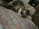 Tabby Cats for sale in Hesperia, CA, USA. price: NA