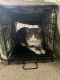 Tabby Cats for sale in Lincoln Park, MI 48146, USA. price: NA