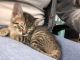 Tabby Cats for sale in Mesquite, TX, USA. price: NA