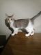 Tabby Cats for sale in San Antonio, TX, USA. price: $40