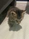 Tabby Cats for sale in Vienna, VA 22180, USA. price: $200