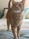 Tabby Cats for sale in Cypress, CA, USA. price: NA