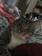 Tabby Cats for sale in Monroe, NC, USA. price: NA
