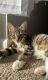 Tabby Cats for sale in Raleigh, NC, USA. price: $20