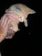Tabby Cats for sale in Houston, TX 77066, USA. price: $200