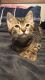 Tabby Cats for sale in Dillsburg, PA 17019, USA. price: NA