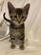 Tabby Cats for sale in Delano, MN 55328, USA. price: $50