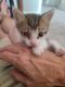Tabby Cats for sale in 3504 Colby Creek Ave, North Las Vegas, NV 89081, USA. price: $50