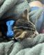 Tabby Cats for sale in Mustang, OK 73064, USA. price: $140