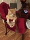 Tabby Cats for sale in Oregon City, OR 97045, USA. price: NA