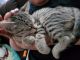 Tabby Cats for sale in Lake Worth, TX, USA. price: NA